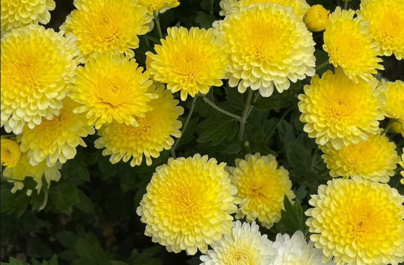 Ý nghĩa của giấc mơ thấy hoa cúc vàng